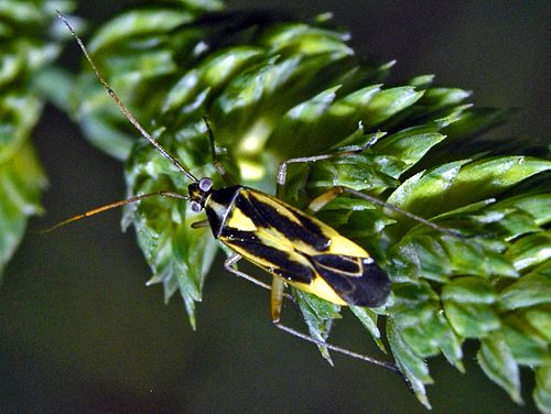 Stenotus binotatus